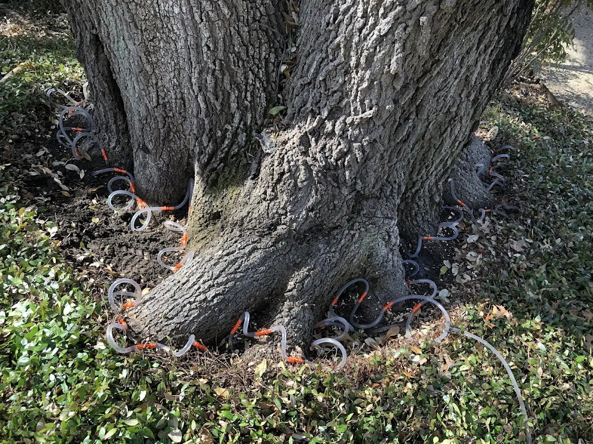 Detailed Tree Cabling and Bracing job site in Van Lear